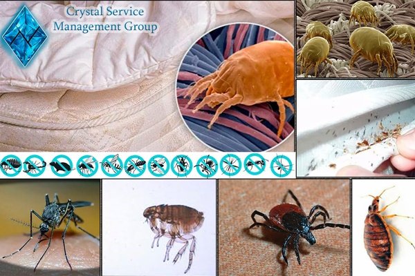 Professional Disinfection, Pest Control & Cleaning Services.
