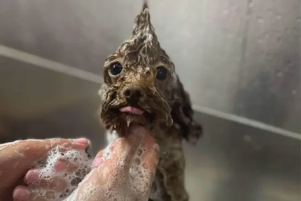 Grooming Salons – #1 Network for Your Four-Legged Friends