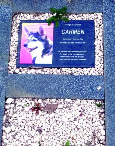 Funeral service for animals in Tbilisi