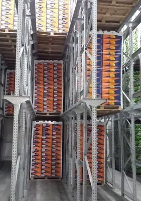 Supply from Egypt of frozen and fresh fruits, dehydrated herbs, spices and beans.