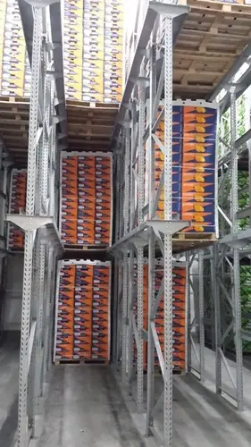 Supply from Egypt of frozen and fresh fruits, dehydrated herbs, spices and beans.