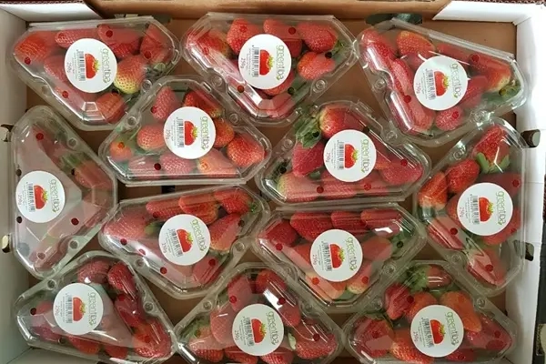 Supply from Egypt of frozen and fresh fruits, dehydrated herbs, spices and beans.