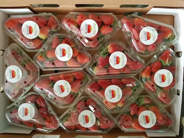 Supply from Egypt of frozen and fresh fruits, dehydrated herbs, spices and beans.