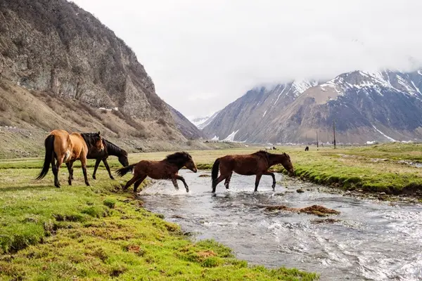 Trekking in Georgia — Kazbegi Region | 8-Day Adventure