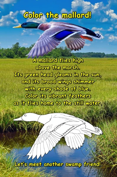 The Living Swamp: A realistic coloring book for children aged 6-8.