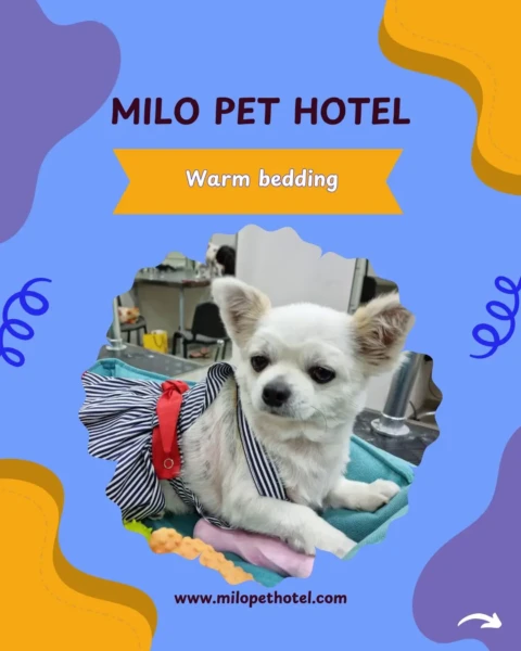 Pet hotel | Your pet’s home away from home