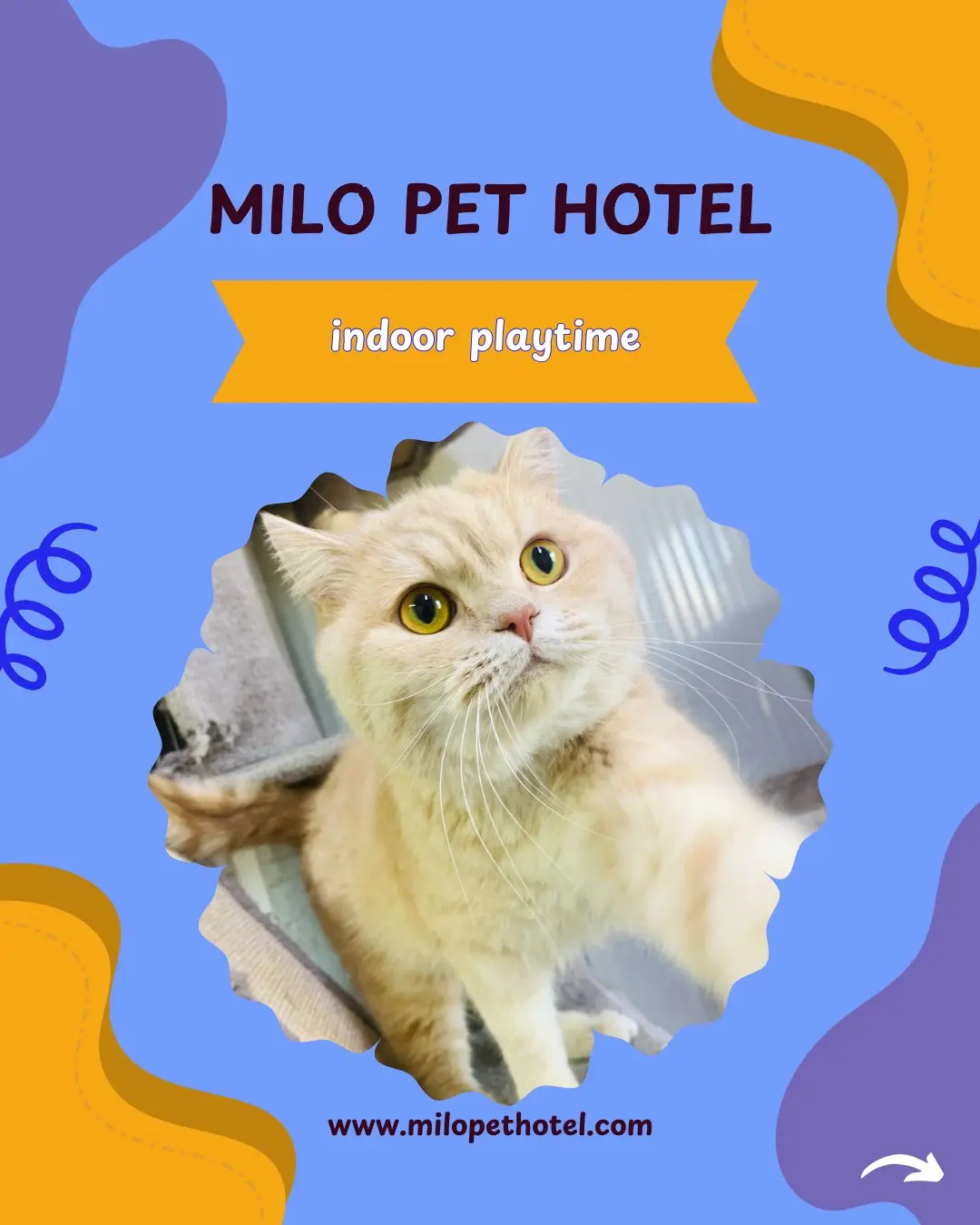 Pet hotel | Your pet’s home away from home