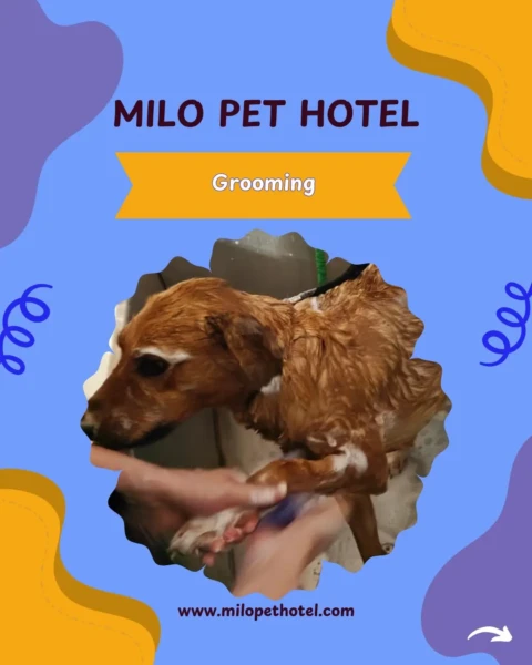 Pet hotel | Your pet’s home away from home