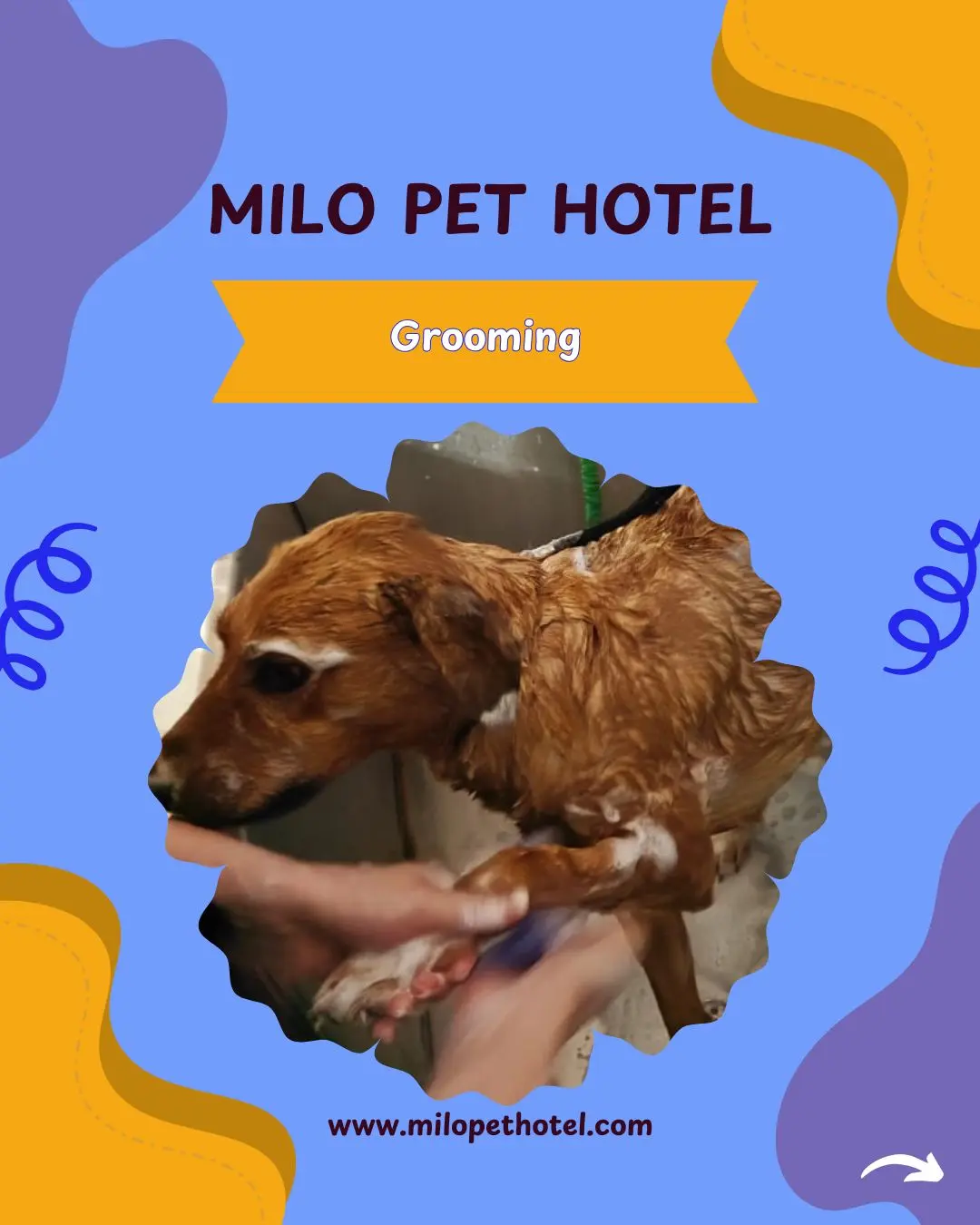 Pet hotel | Your pet’s home away from home