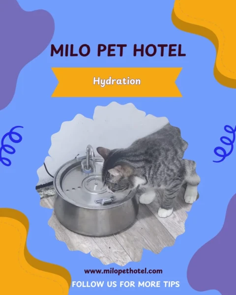 Pet hotel | Your pet’s home away from home