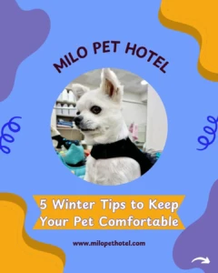 milo-pet-hotel-6