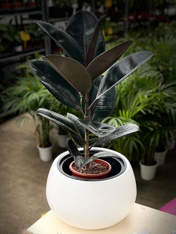 GeoBotanic Batumi Garden Center