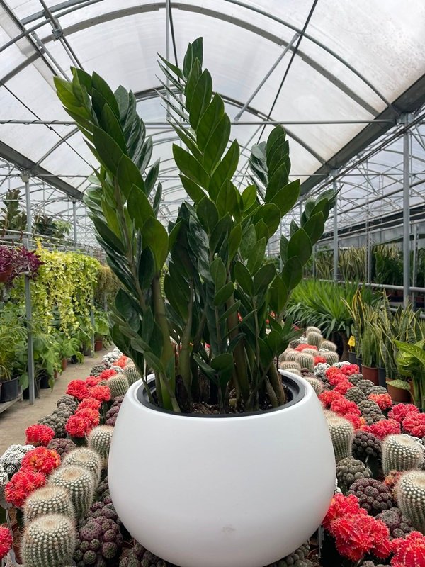 GeoBotanic Batumi Garden Center