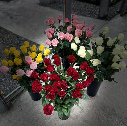 GeoBotanic Batumi Garden Center